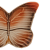 motyl14_65030583 (2).png