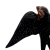 jaskolka15_65002528 (2).png